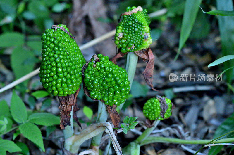 眼镜蛇百合/加州达林顿尼亚/加州水罐:起伏的形状和奇怪的叶子